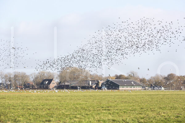 Overige veeteelt (16B8022)