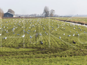 Overige veeteelt (16B8173)