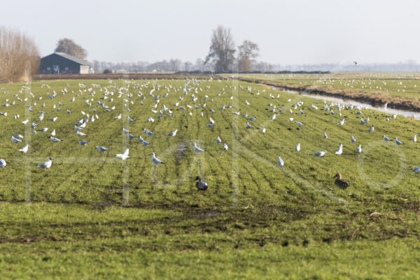 Overige veeteelt (16B8173)