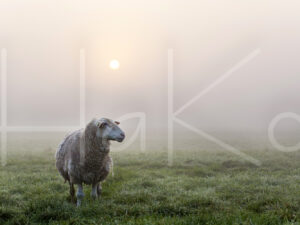 Schapen (16B8401)