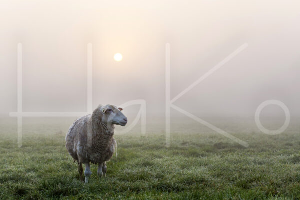 Schapen (16B8401)