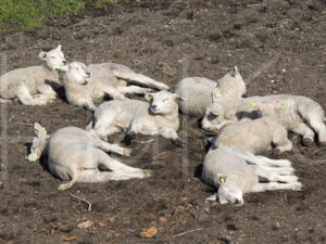 Schapen (16B8489)