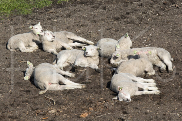 Schapen (16B8489)