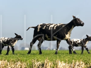 Schapen (16B8499)