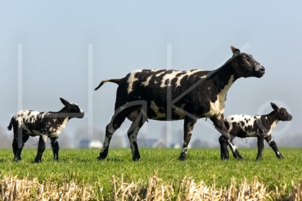Schapen (16B8499)