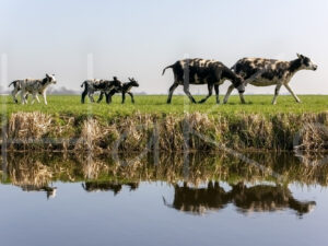 Schapen (16B8522)