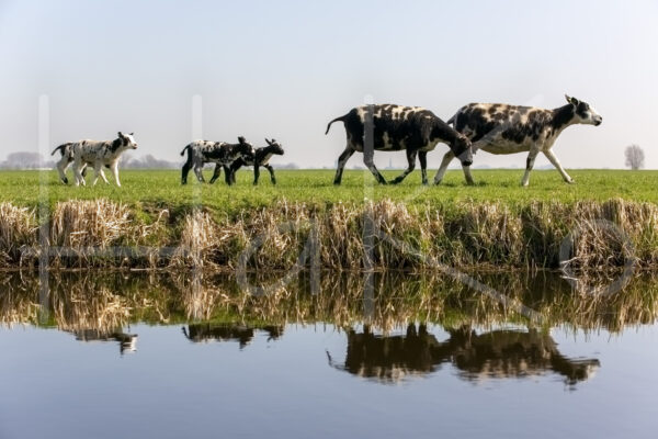 Schapen (16B8522)