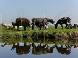 Schapen (16B8539)