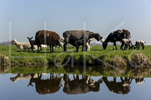 Schapen (16B8539)