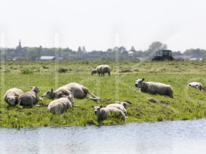 Schapen (16B8944)