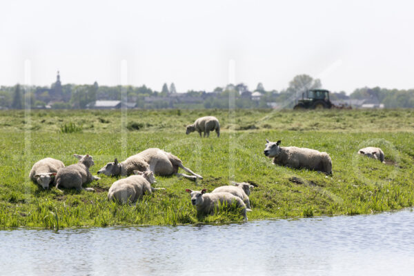 Schapen (16B8944)