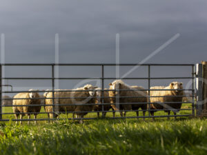 Schapen (16B8948)
