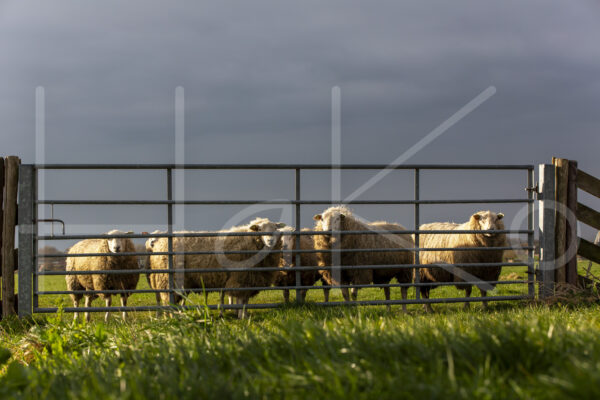 Schapen (16B8948)