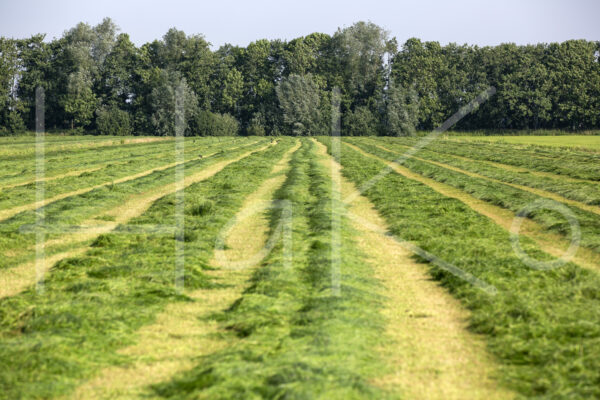 Overige veeteelt (16B3158)