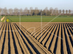 Aardappelteelt (16B0069)