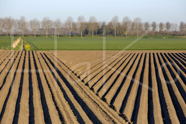 Aardappelteelt (16B0069)