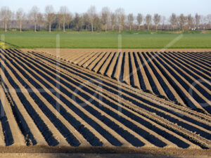 Aardappelteelt (16B0072)
