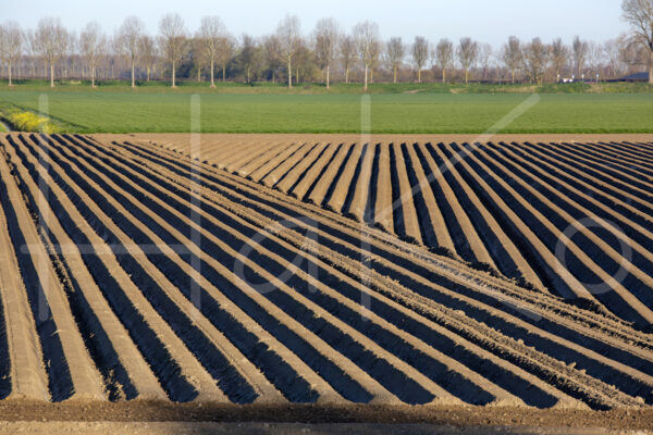 Aardappelteelt (16B0072)