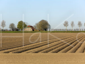 Aardappelteelt (16B0092)