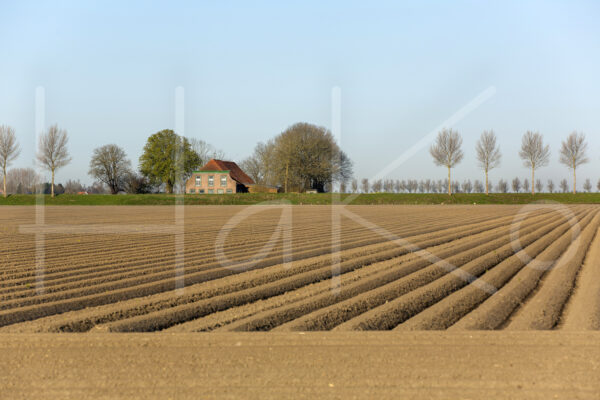 Aardappelteelt (16B0092)