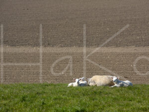 Schapen (16B0151)