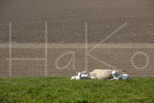 Schapen (16B0151)