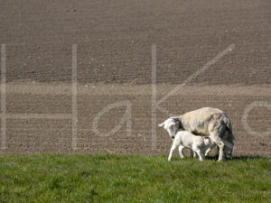 Schapen (16B0154)