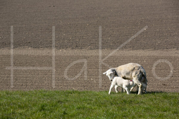 Schapen (16B0154)