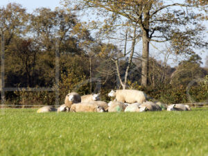 Schapen (16B2697)