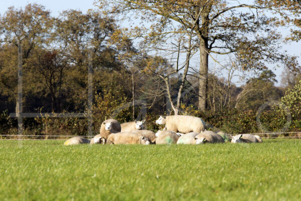 Schapen (16B2697)