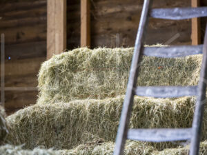 Overige veeteelt (16B3077)