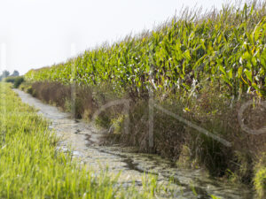 Maïsteelt (16B5270)