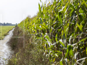 Maïsteelt (16B5274)