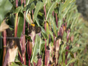 Maïsteelt (16B5280)