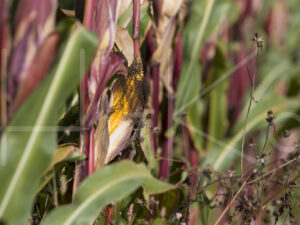 Maïsteelt (16B5297)