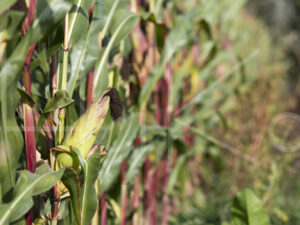 Maïsteelt (16B5300)