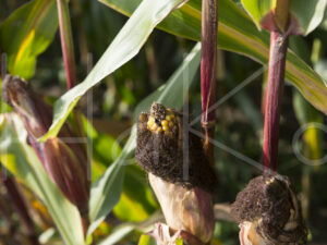 Maïsteelt (16B5310)