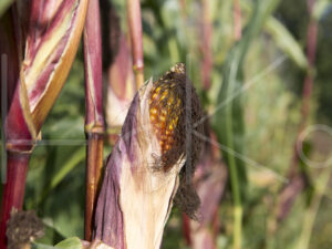 Maïsteelt (16B5314)