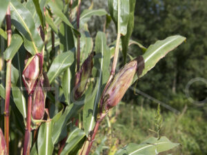 Maïsteelt (16B5335)