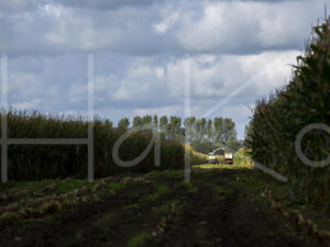 Maïsteelt (16B5513)