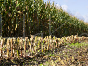 Maïsteelt (16B5514)