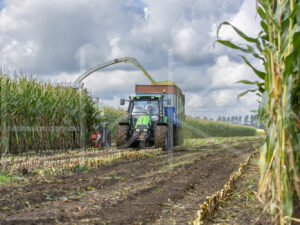 Maïsteelt (16B5518)