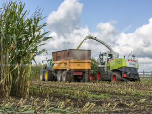 Maïsteelt (16B5526)