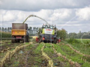 Maïsteelt (16B5533)