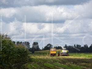 Maïsteelt (16B5536)