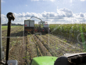 Maïsteelt (16B5541)