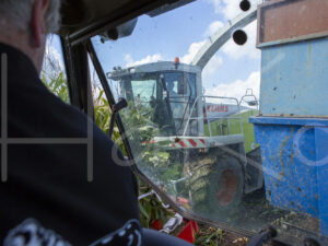 Maïsteelt (16B5551)