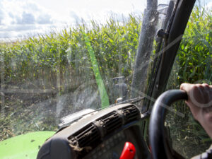 Maïsteelt (16B5553)