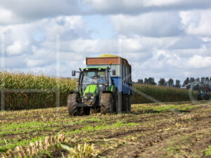 Maïsteelt (16B5567)