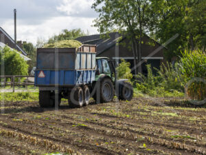 Maïsteelt (16B5571)